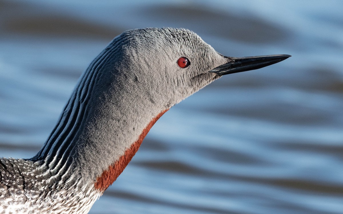 Red-throated Loon - ML620683869