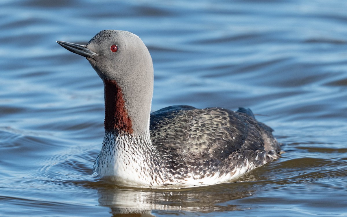 Red-throated Loon - Andra Florea