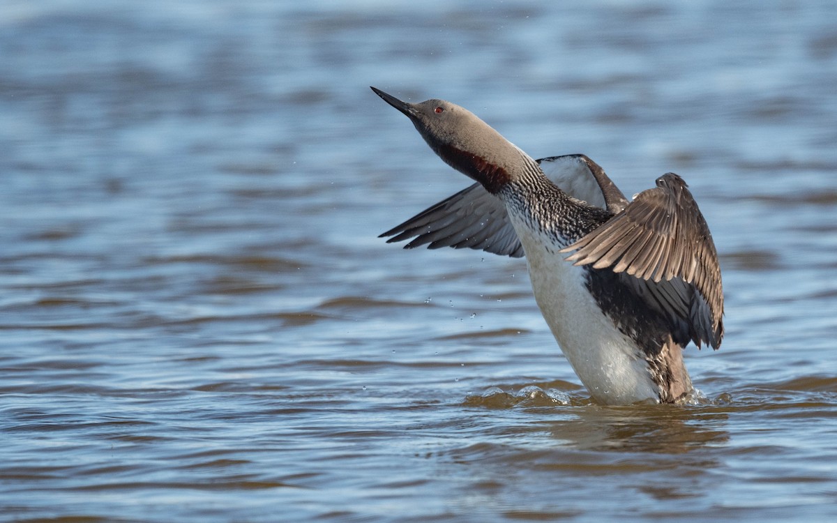 Red-throated Loon - ML620683871