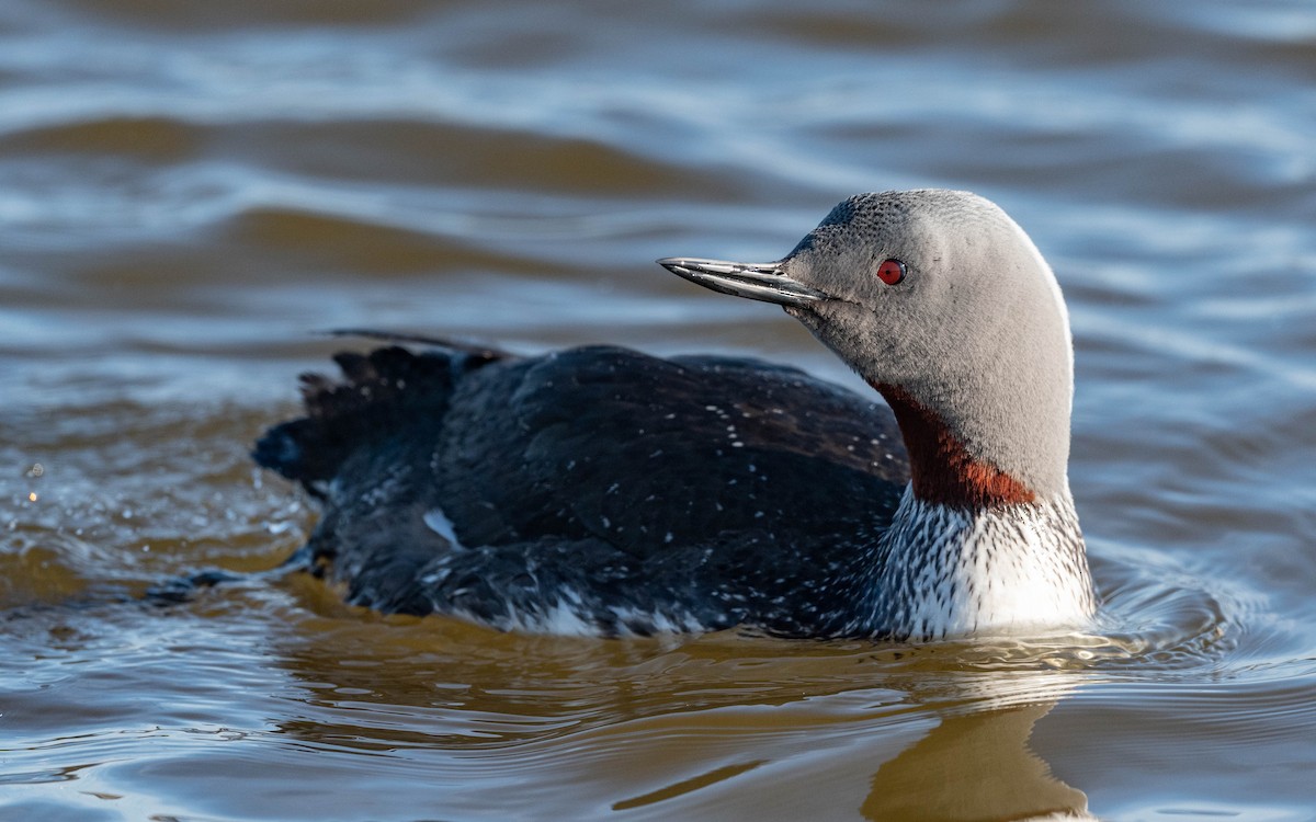 Red-throated Loon - ML620683872