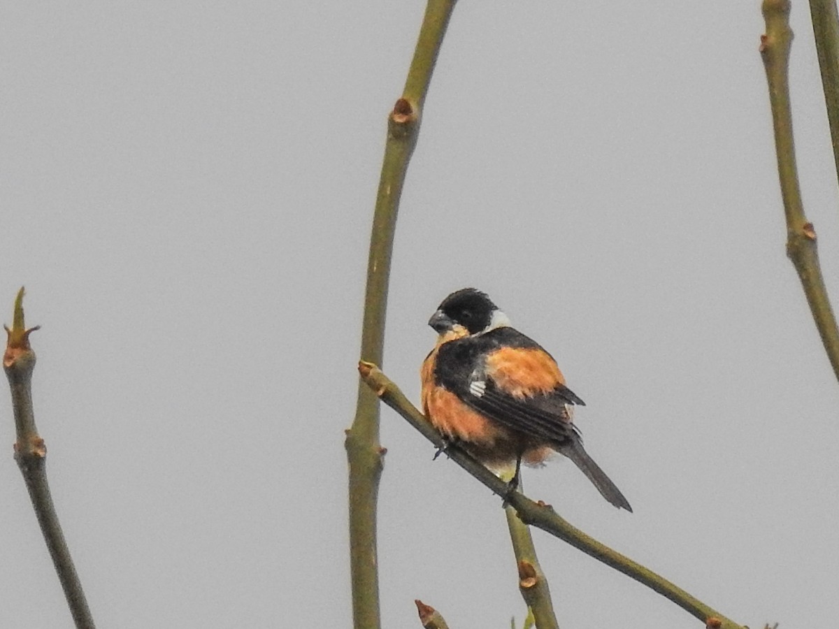 Cinnamon-rumped Seedeater - ML620683873