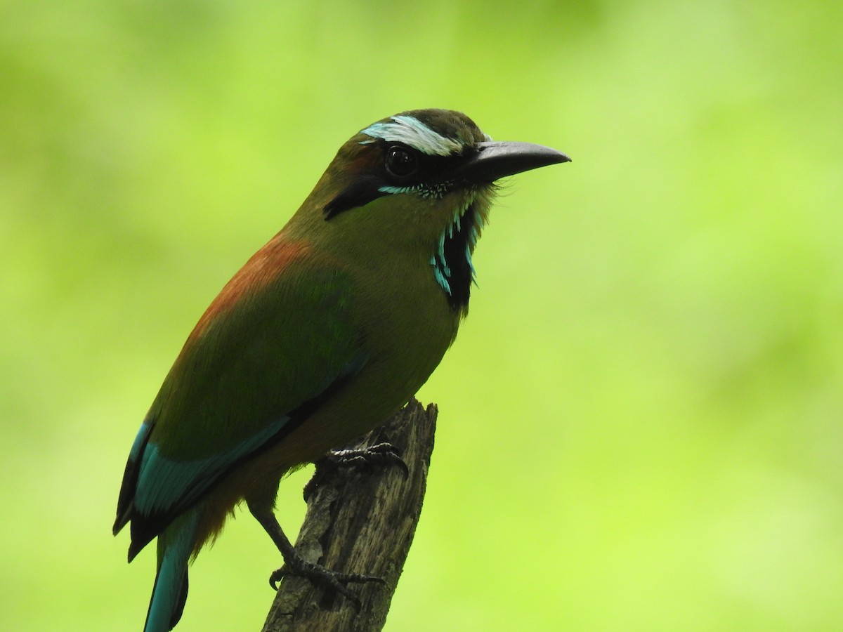 Motmot à sourcils bleus - ML620683874