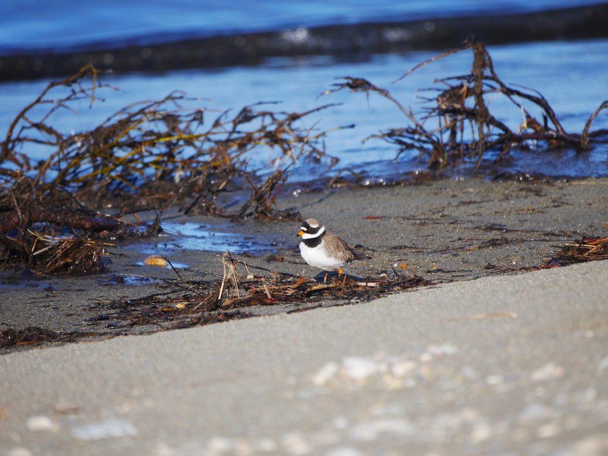 Common Ringed Plover - ML620683875