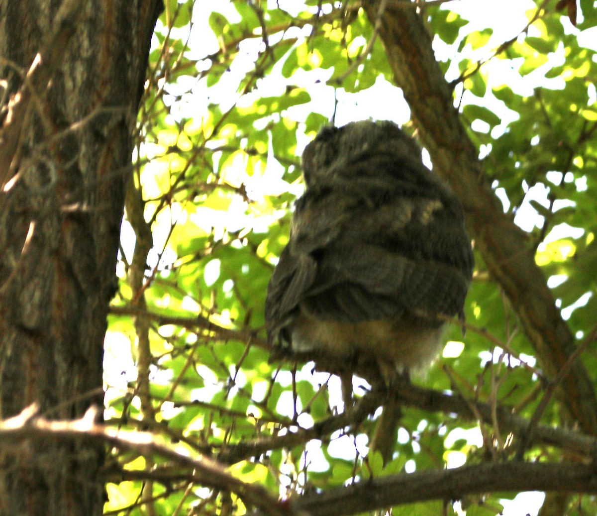 Long-eared Owl - ML620683876