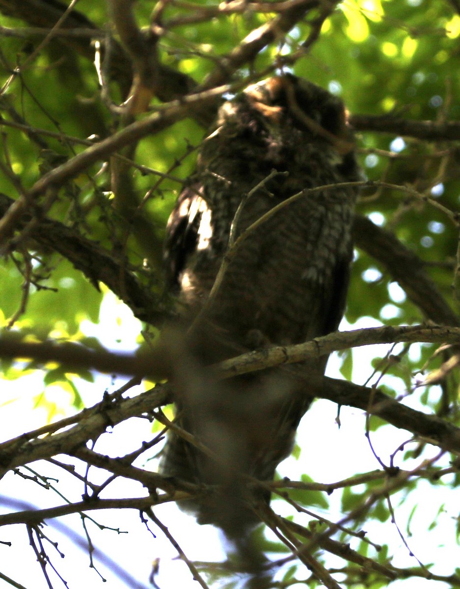 Long-eared Owl - ML620683877