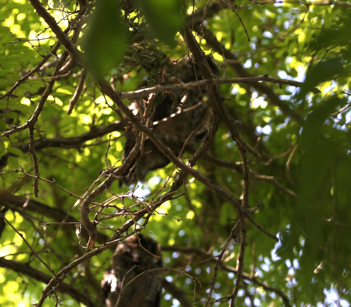 Long-eared Owl - ML620683878