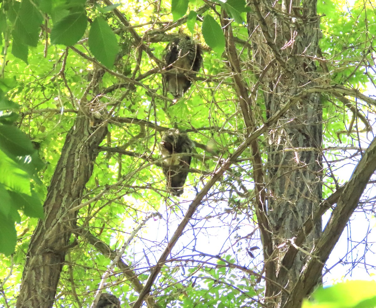 Long-eared Owl - Rich Miller