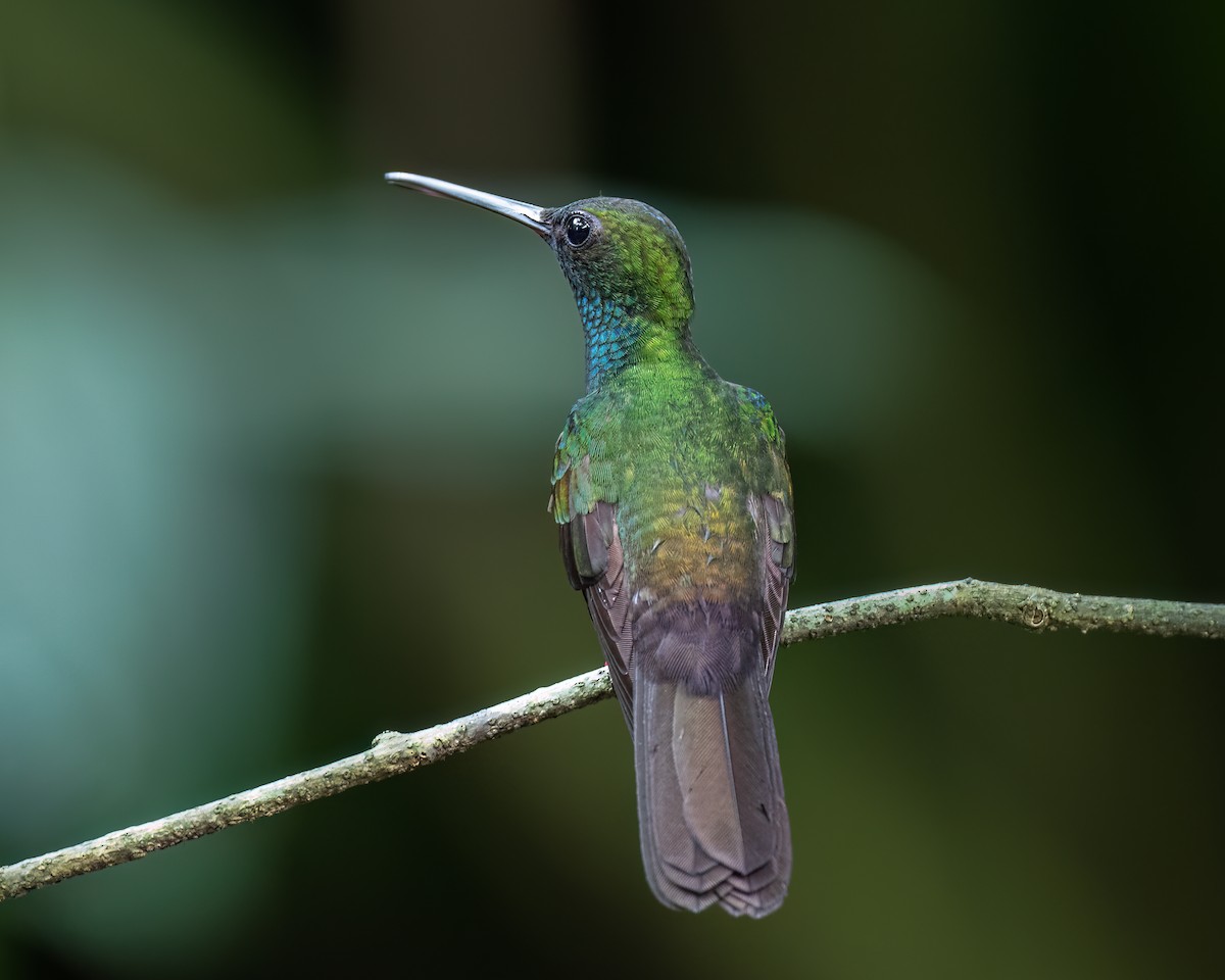 Colibri à queue bronzée - ML620683880