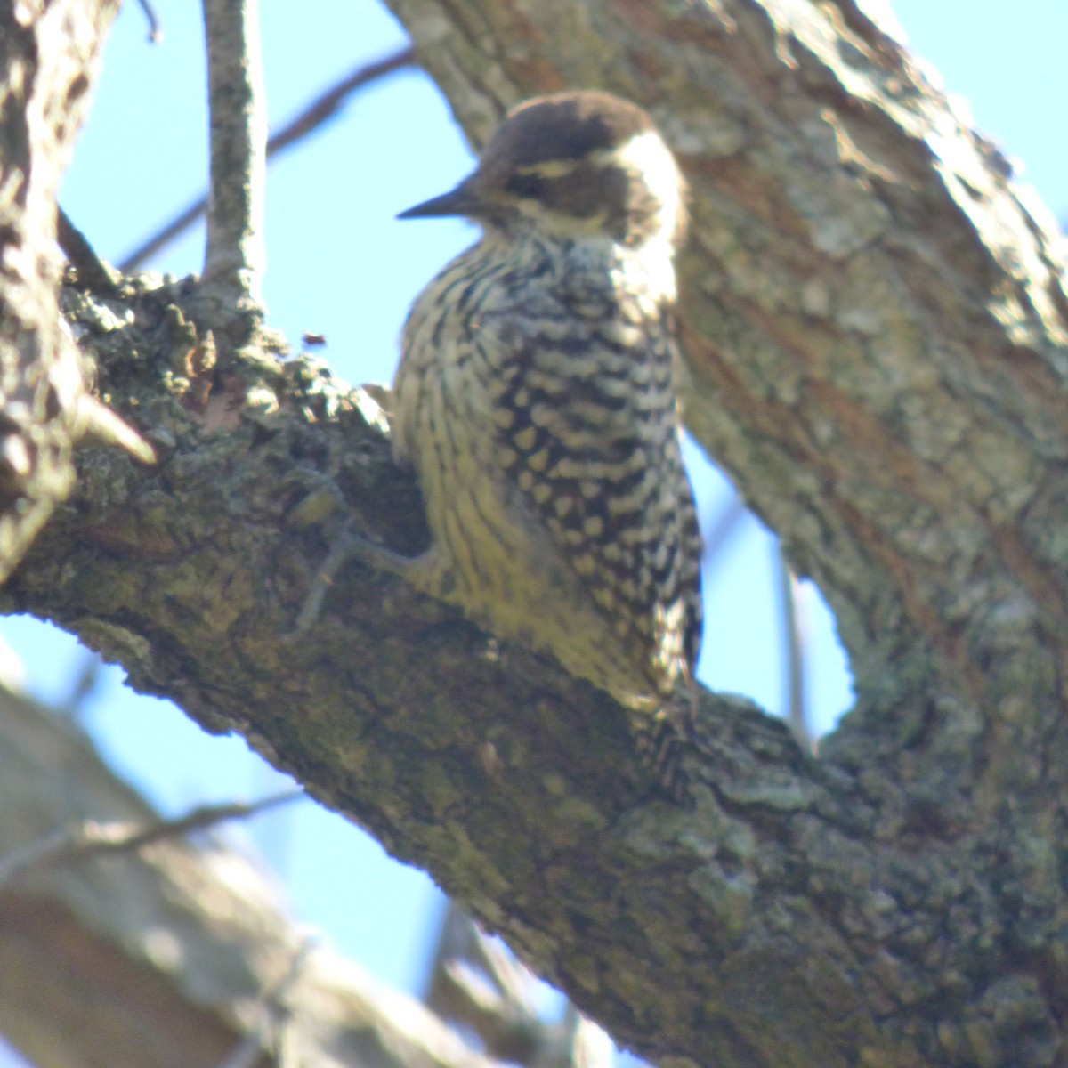 Checkered Woodpecker - ML620683881