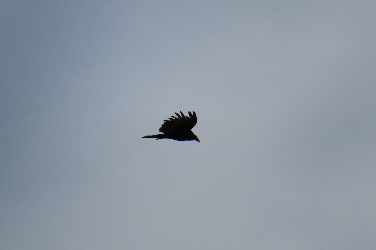 Turkey Vulture - ML620683885