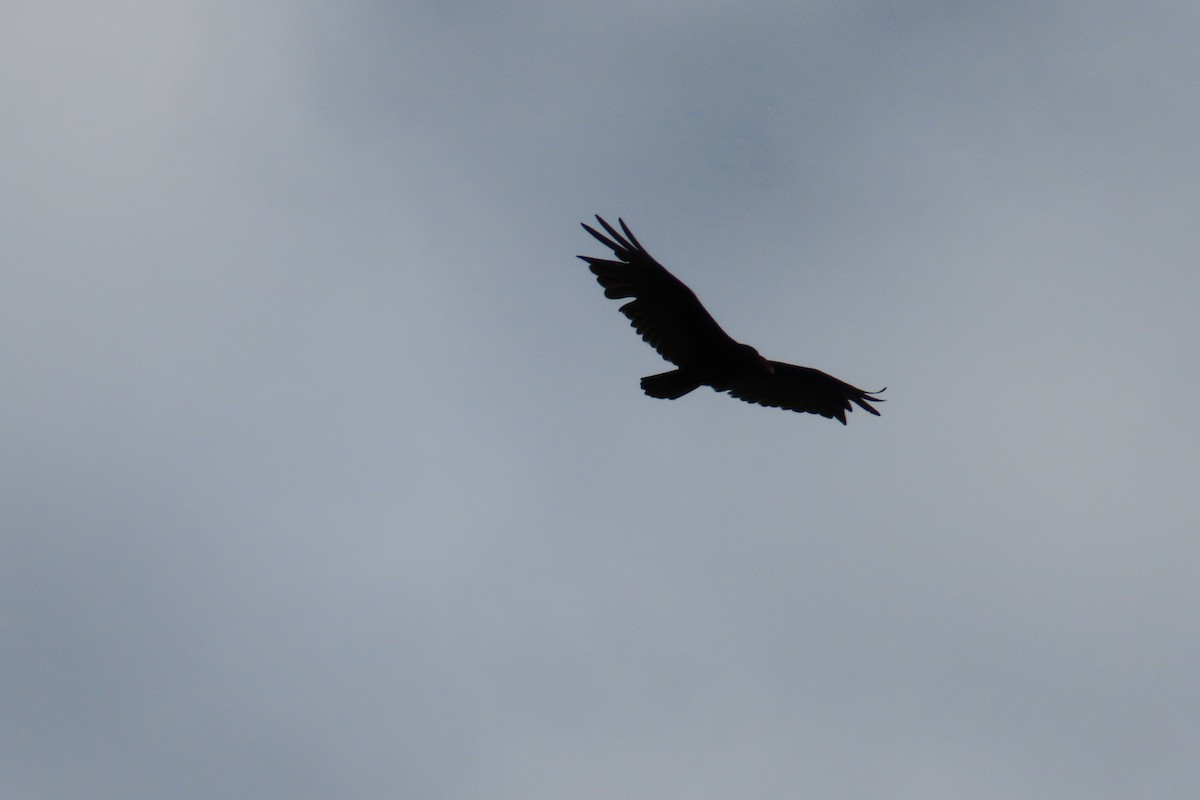 Turkey Vulture - ML620683886