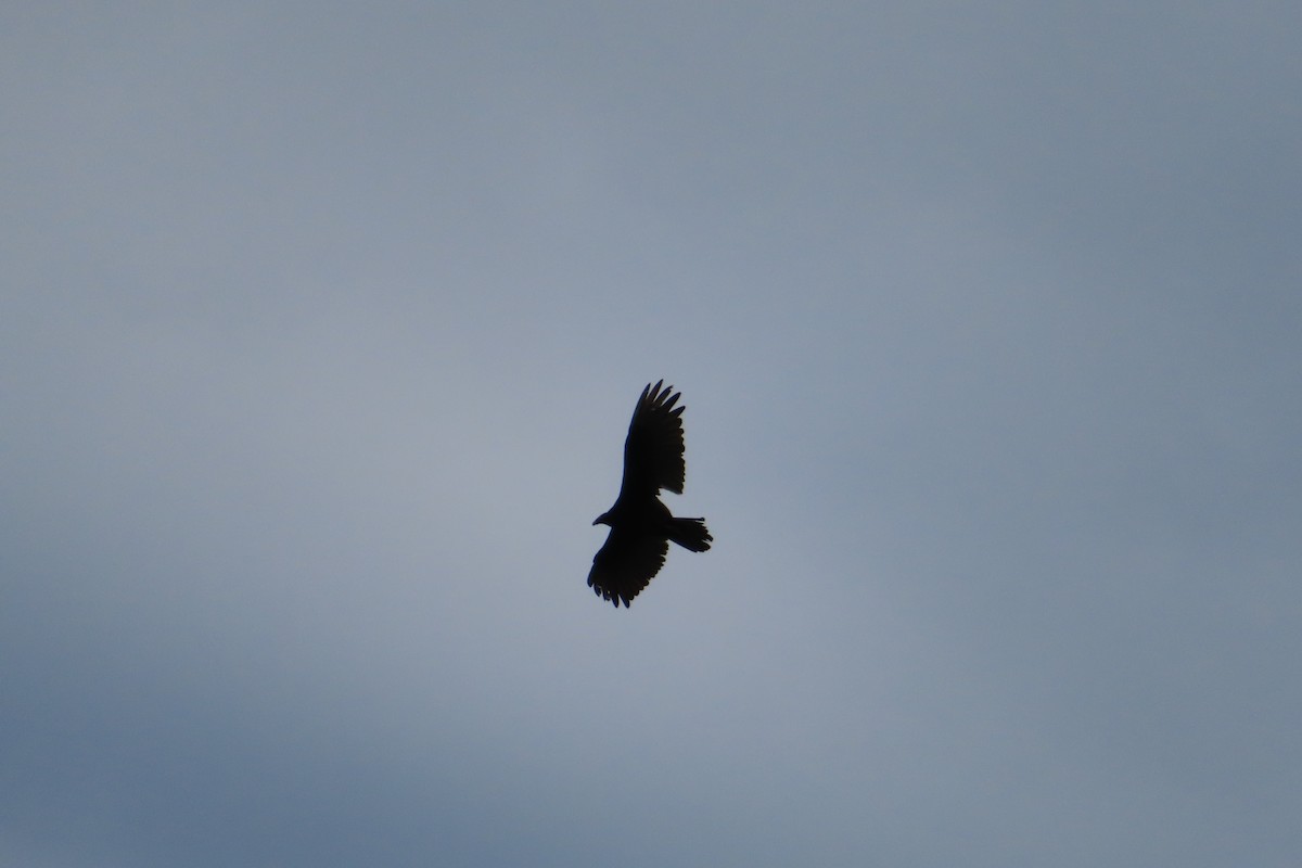 Turkey Vulture - ML620683887