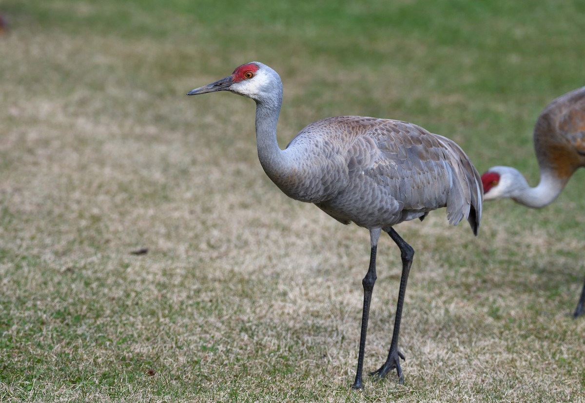 Sandhill Crane - ML620683890