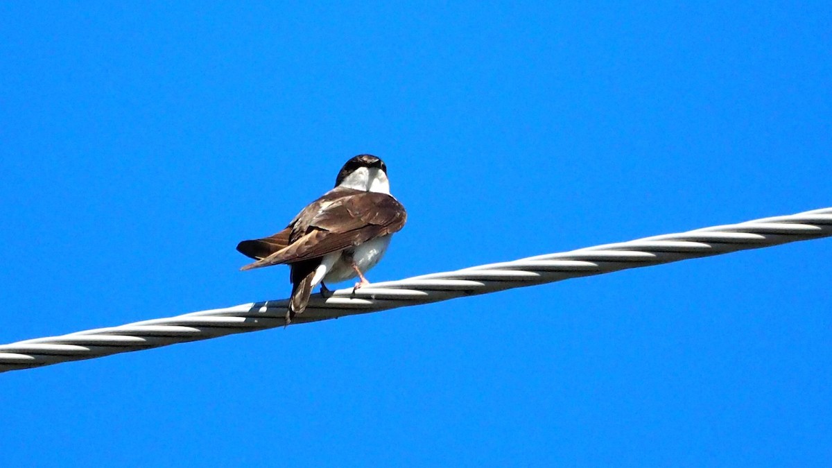 Tree Swallow - ML620683891