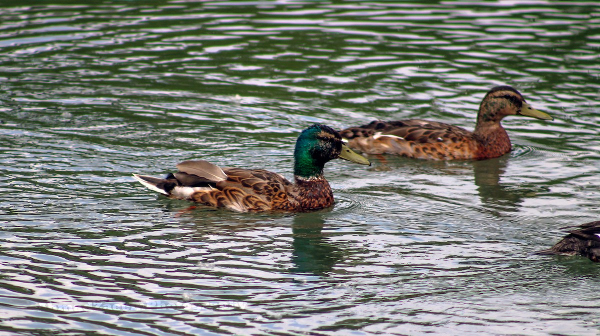 Canard colvert - ML620683892