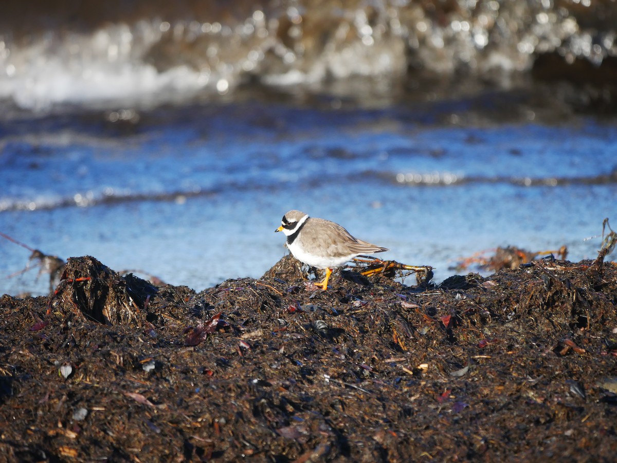 Common Ringed Plover - ML620683903