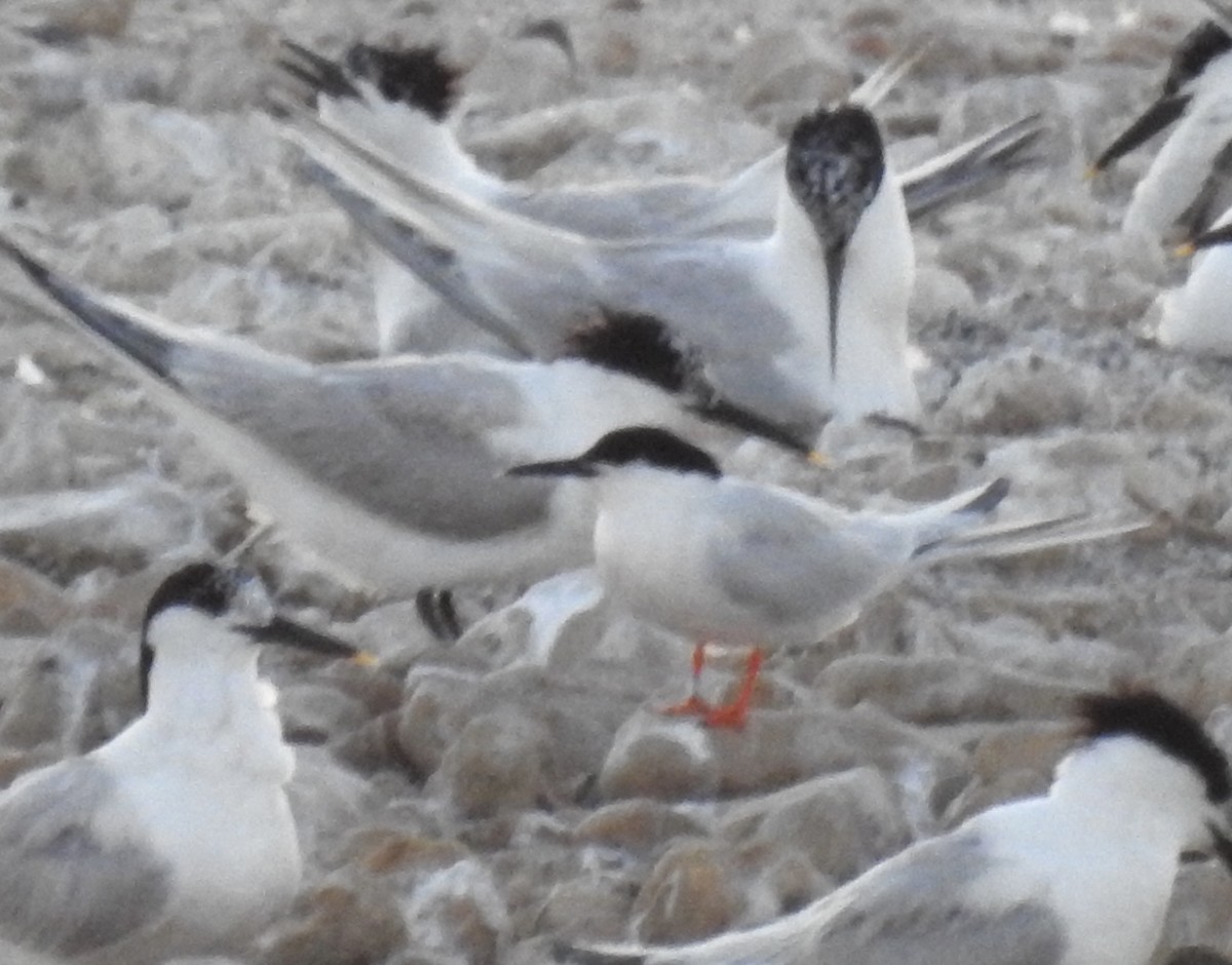 Roseate Tern - ML620683905