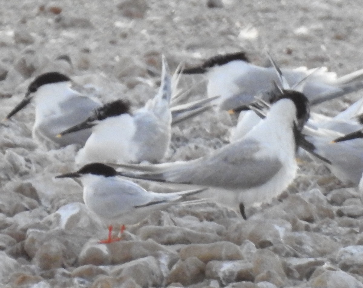 Roseate Tern - ML620683906