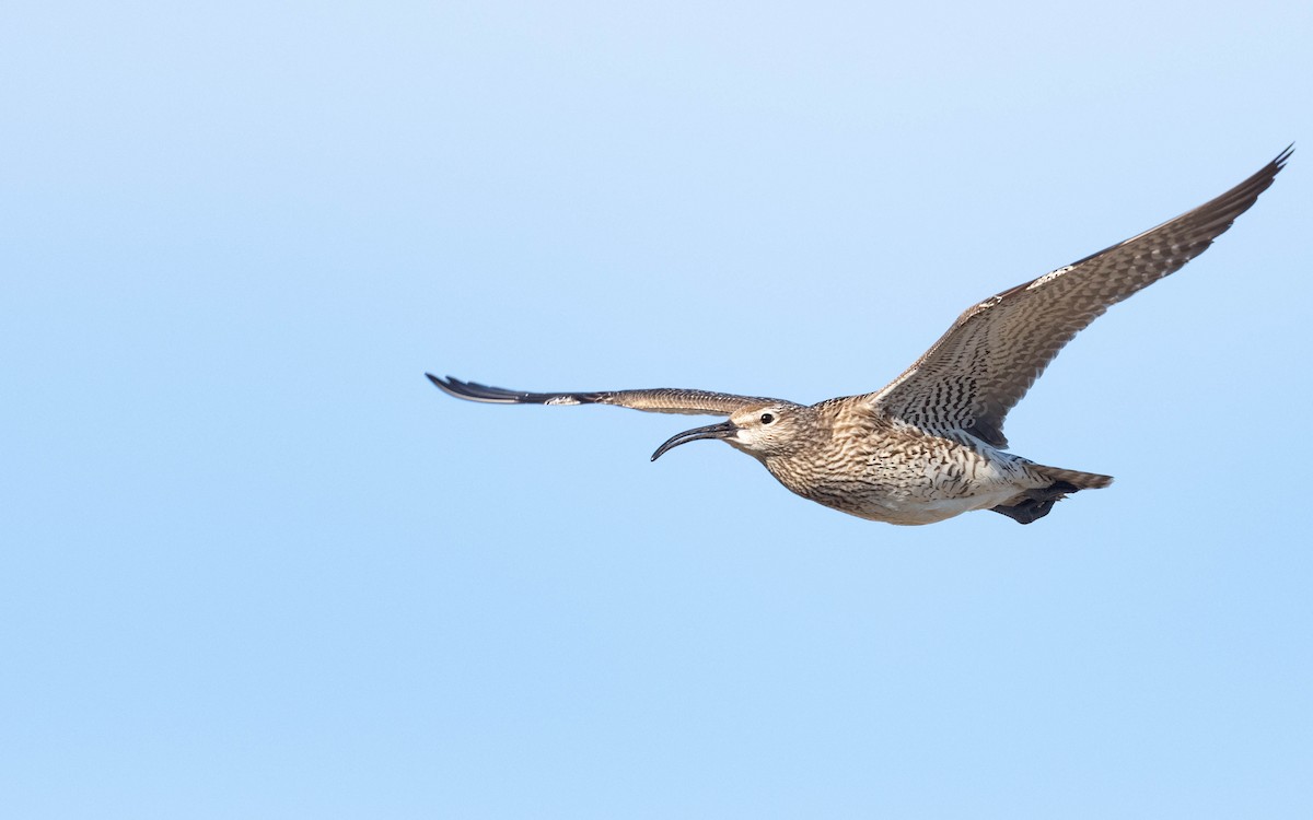 Courlis corlieu (phaeopus) - ML620683907