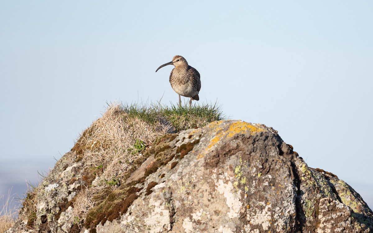 チュウシャクシギ（phaeopus） - ML620683909