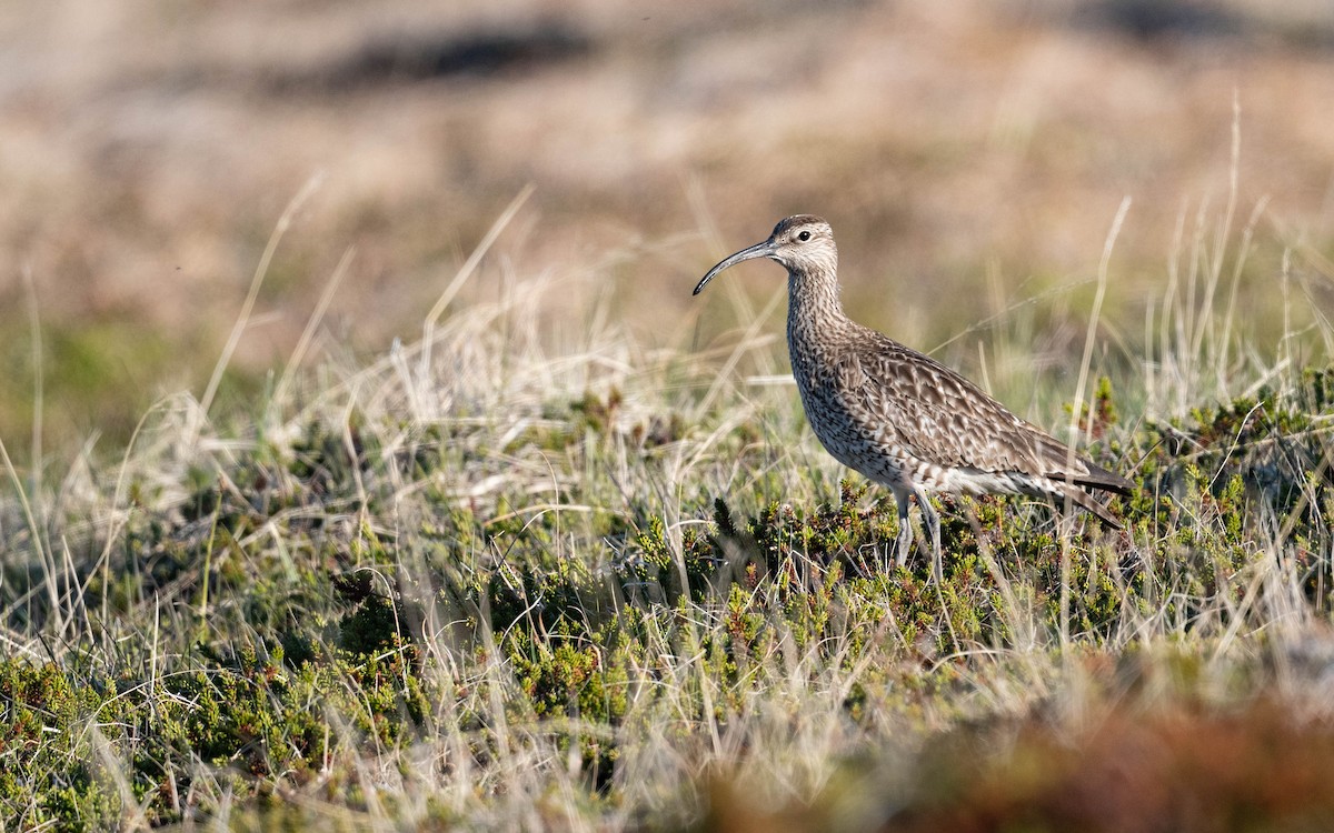 チュウシャクシギ（phaeopus） - ML620683910