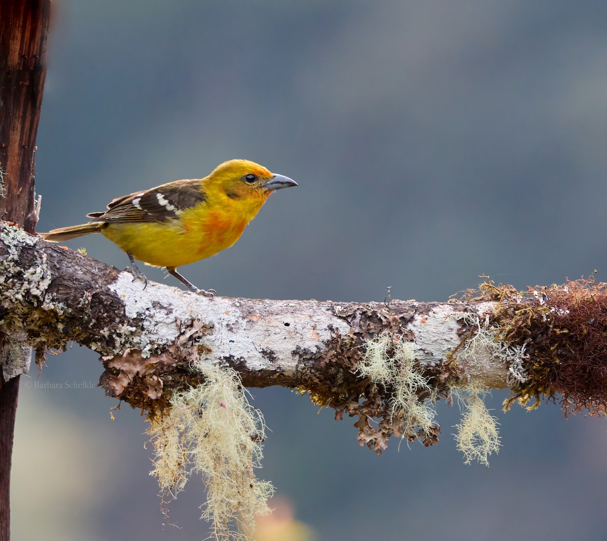 Flame-colored Tanager - ML620683911