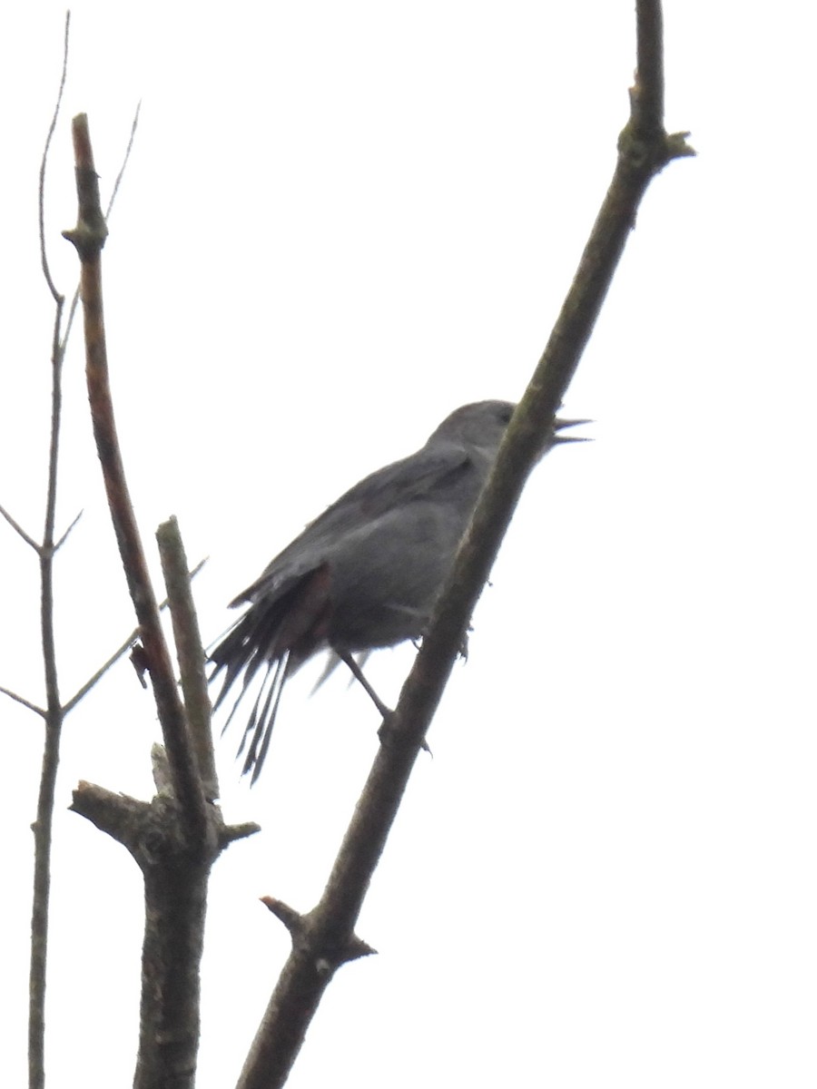 Gray Catbird - ML620683919