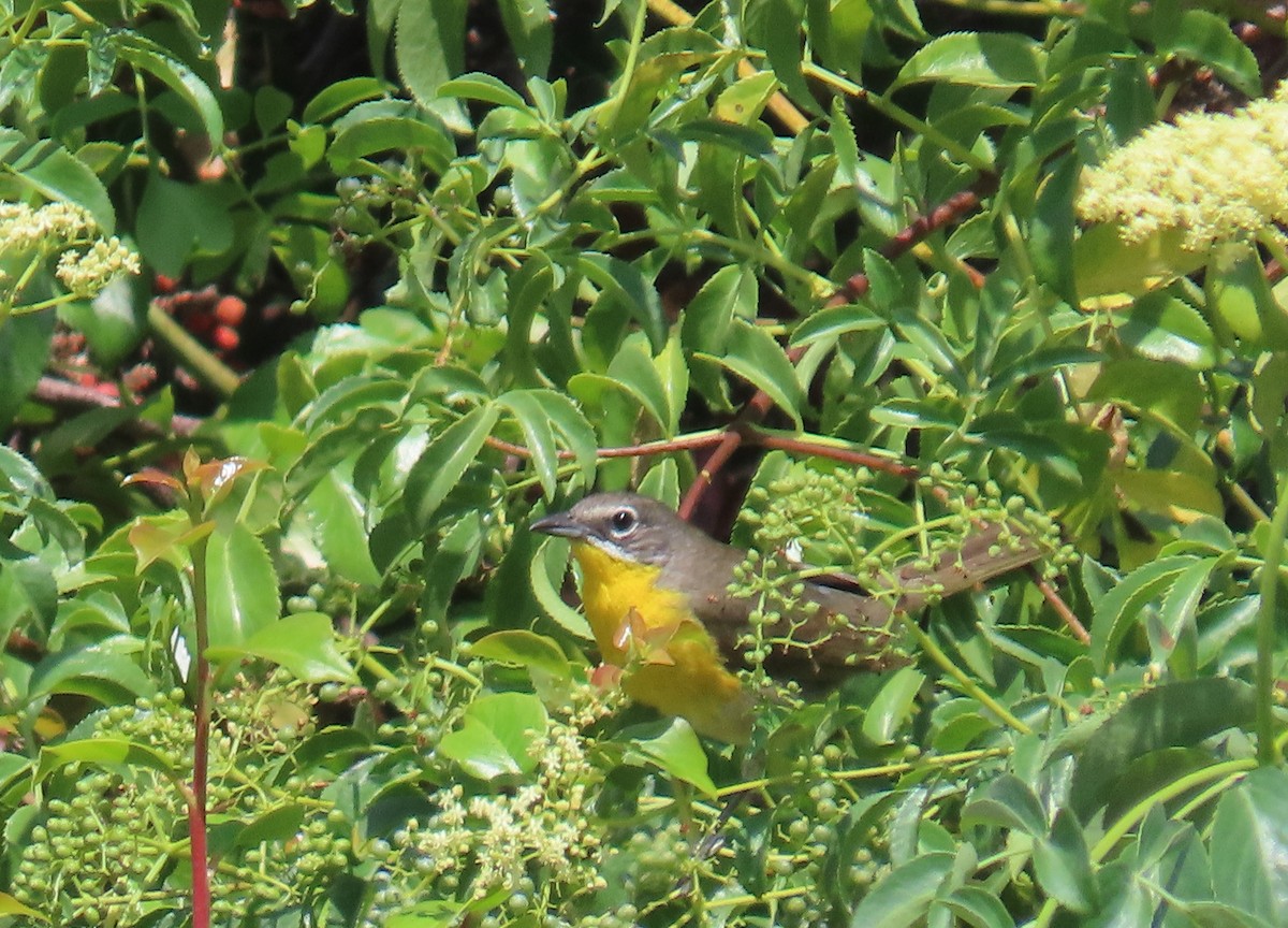 Yellow-breasted Chat - ML620683921