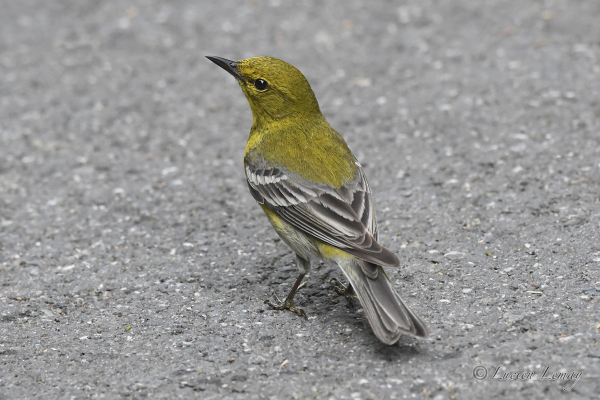 Pine Warbler - ML620683926