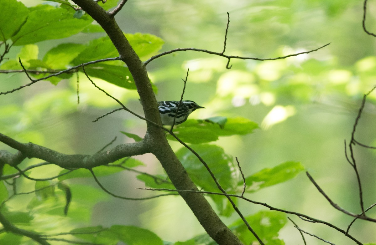 Black-and-white Warbler - ML620683927