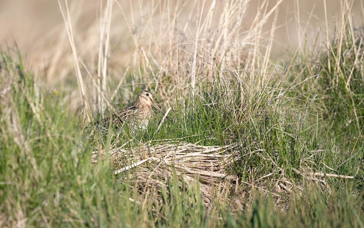 Common Snipe - ML620683929