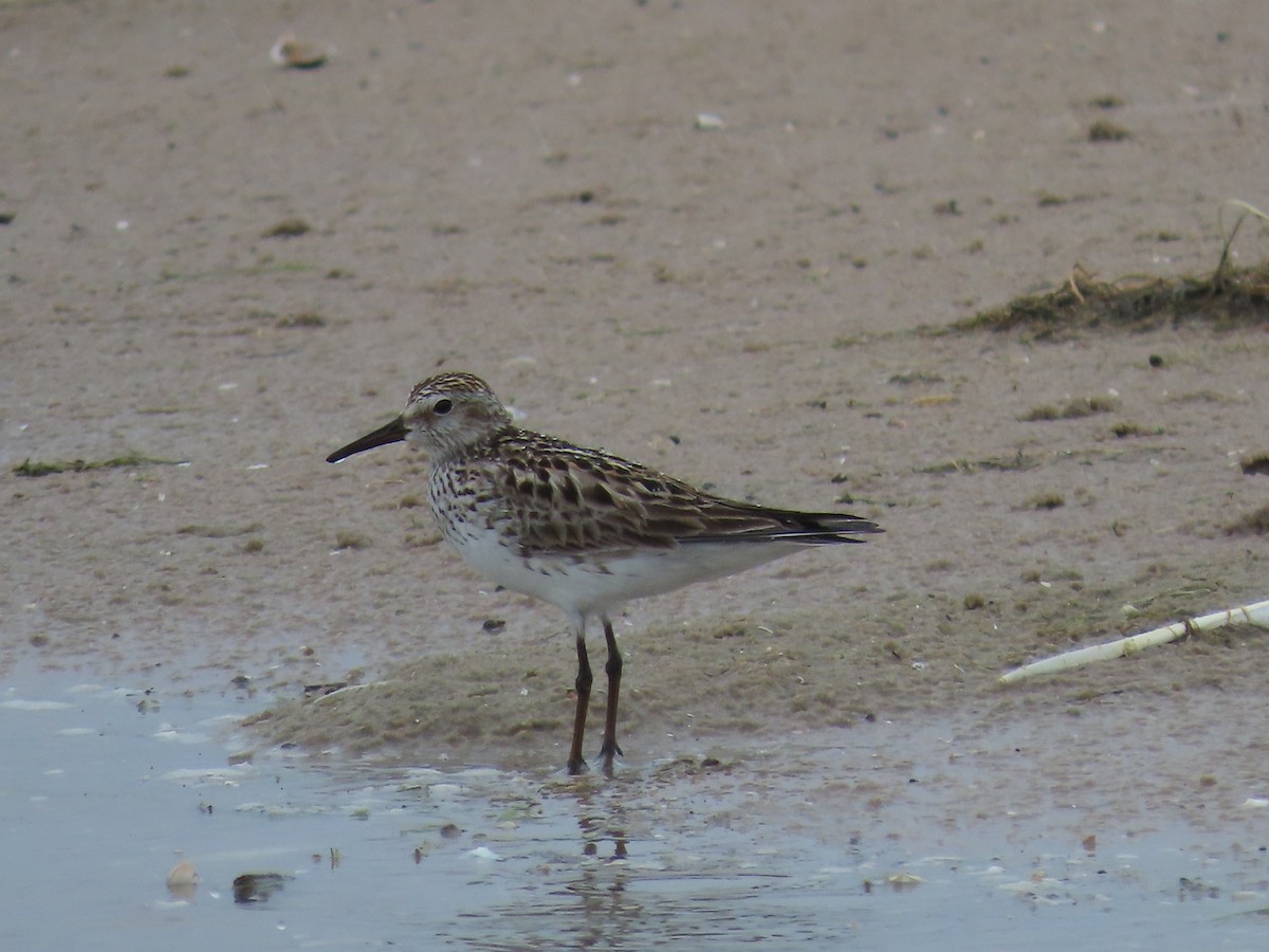 White-rumped Sandpiper - Jack Swelstad