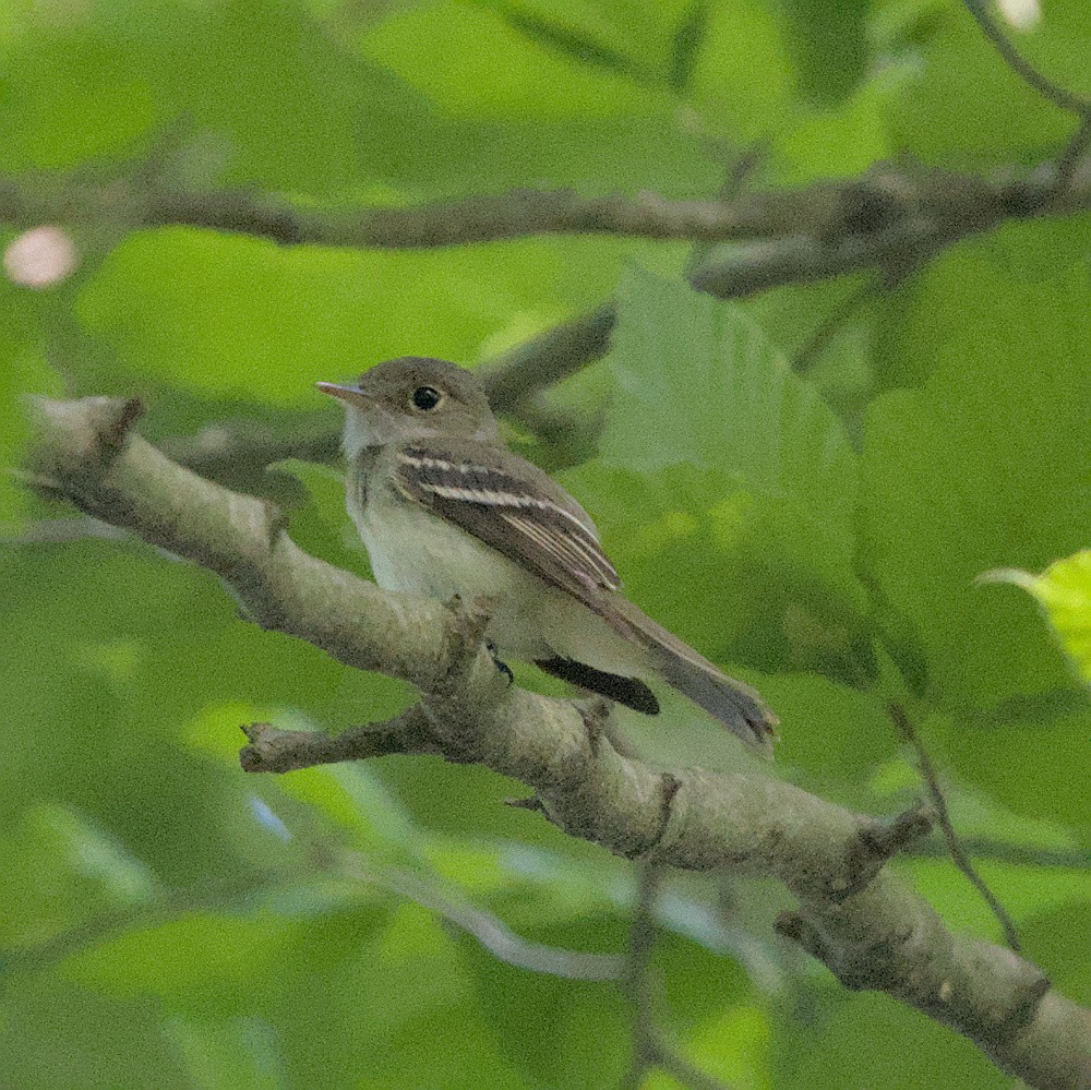 Acadian Flycatcher - Manuel Morales