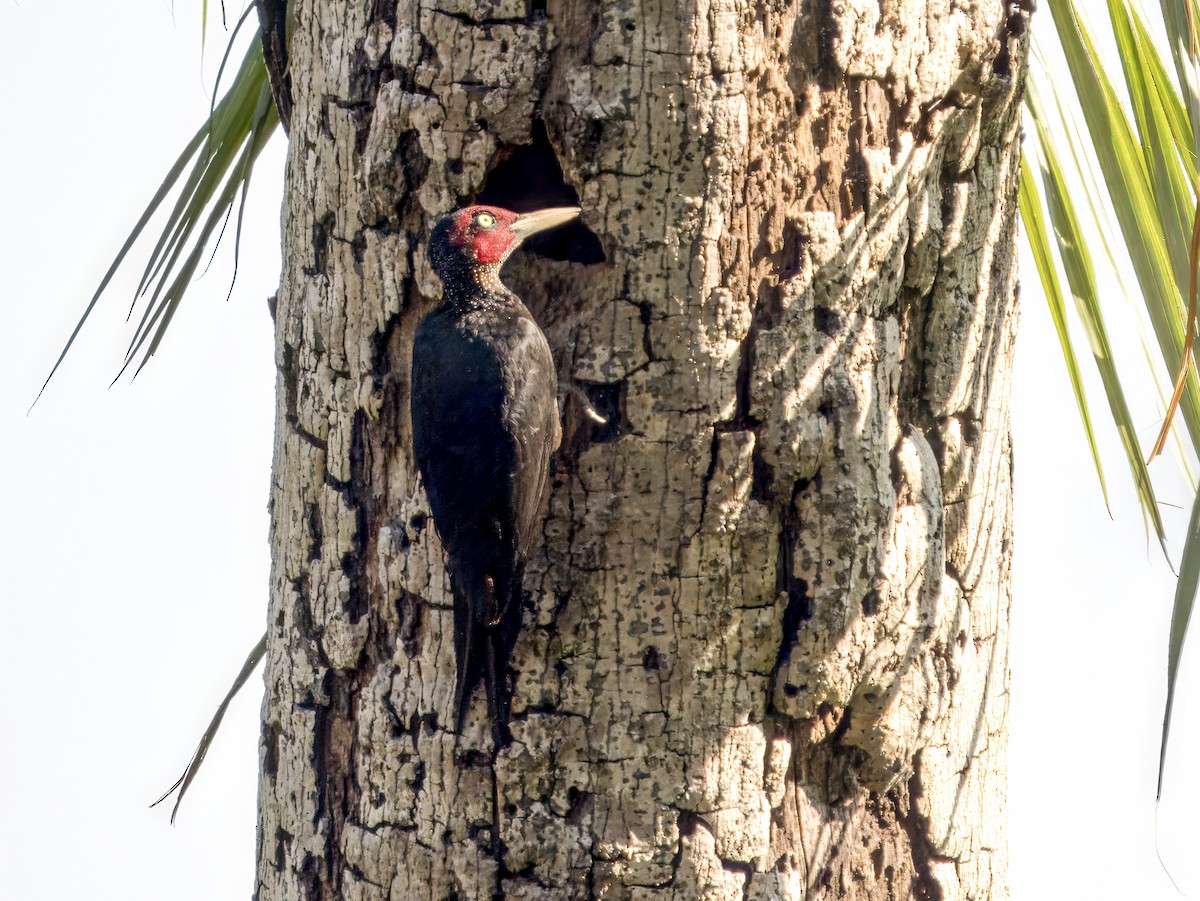 Northern Sooty-Woodpecker - ML620683934