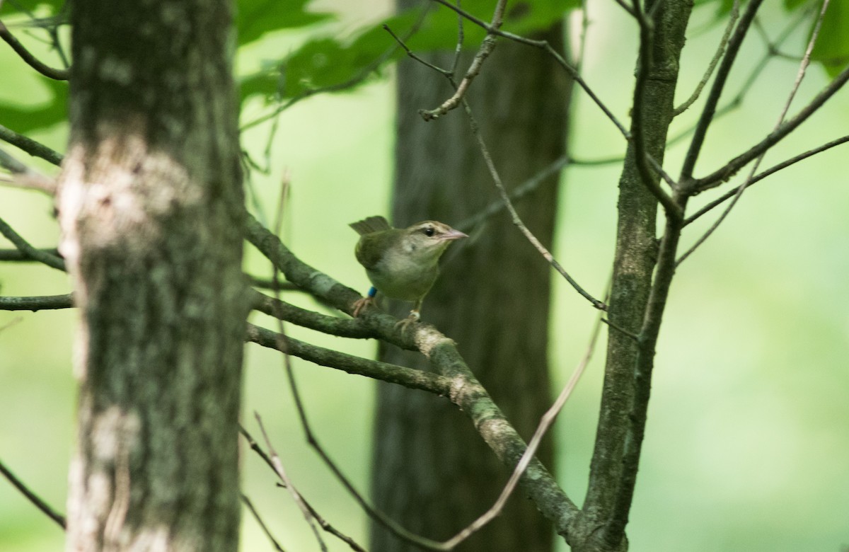 Swainson's Warbler - ML620683935