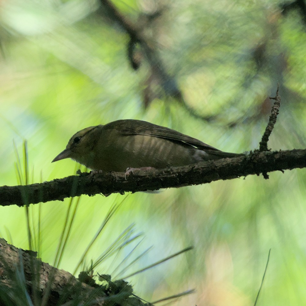 Worm-eating Warbler - ML620683938