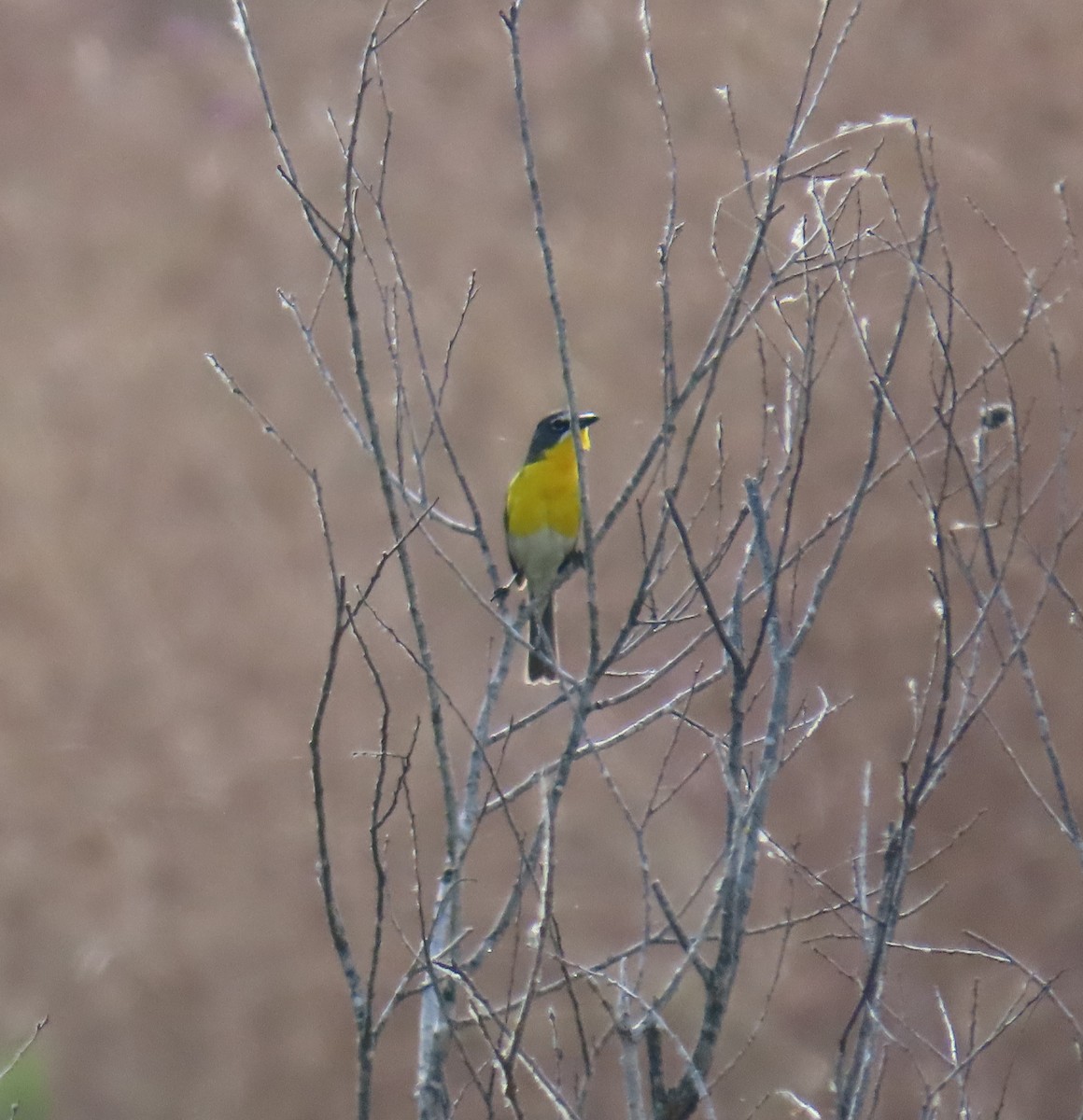 Yellow-breasted Chat - ML620683939