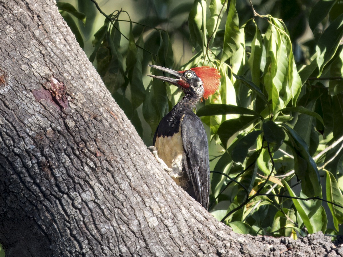 White-bellied Woodpecker - ML620683940