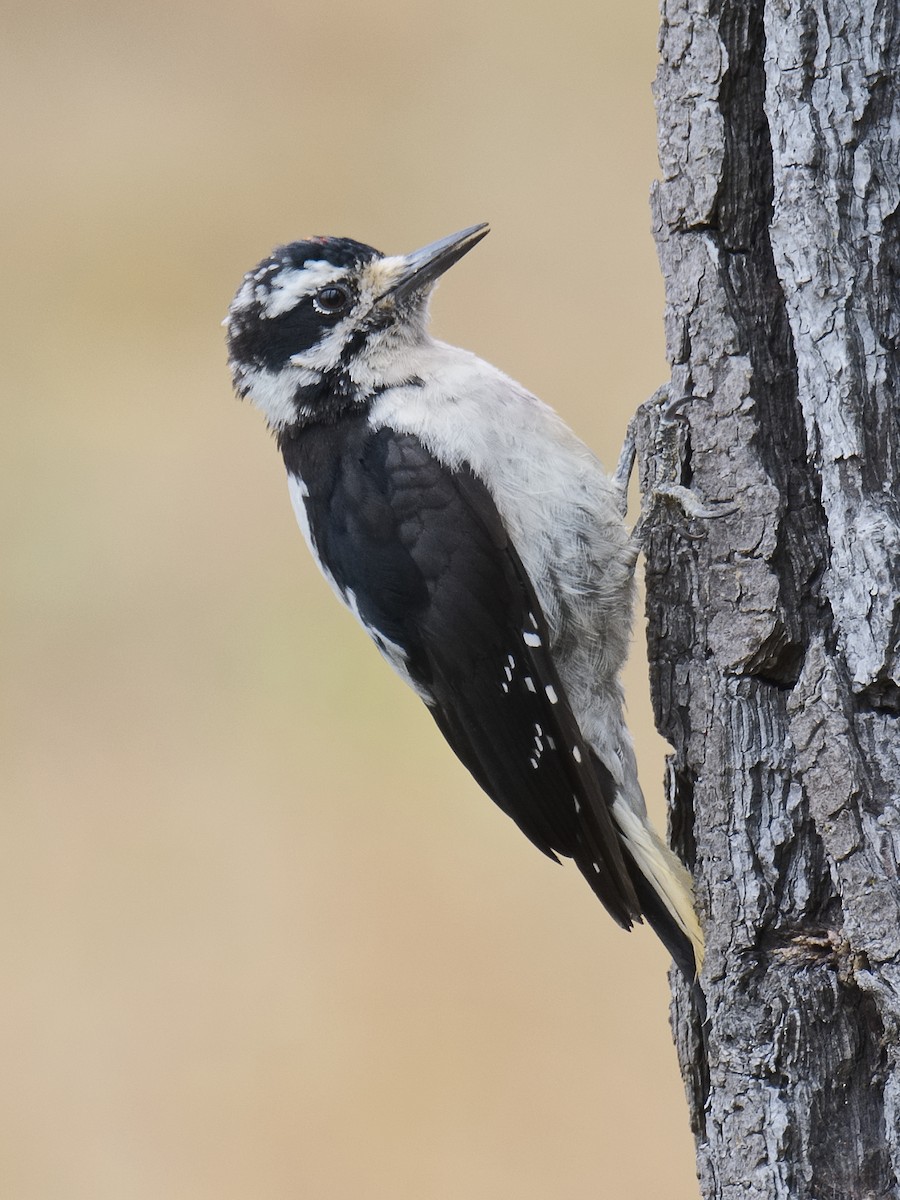 Hairy Woodpecker (Pacific) - Michael Rieser