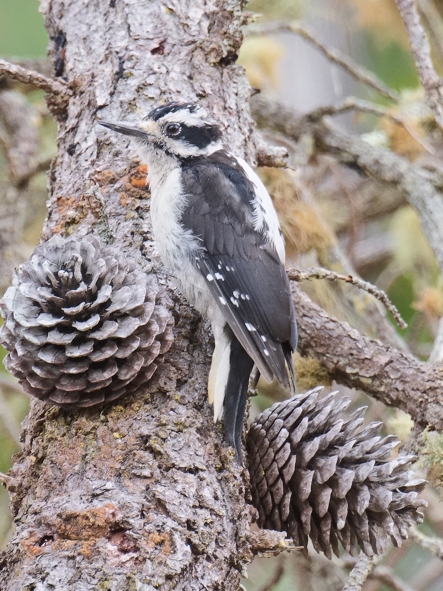 Hairy Woodpecker (Pacific) - ML620683945