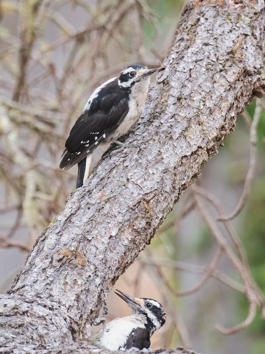 Hairy Woodpecker (Pacific) - Michael Rieser