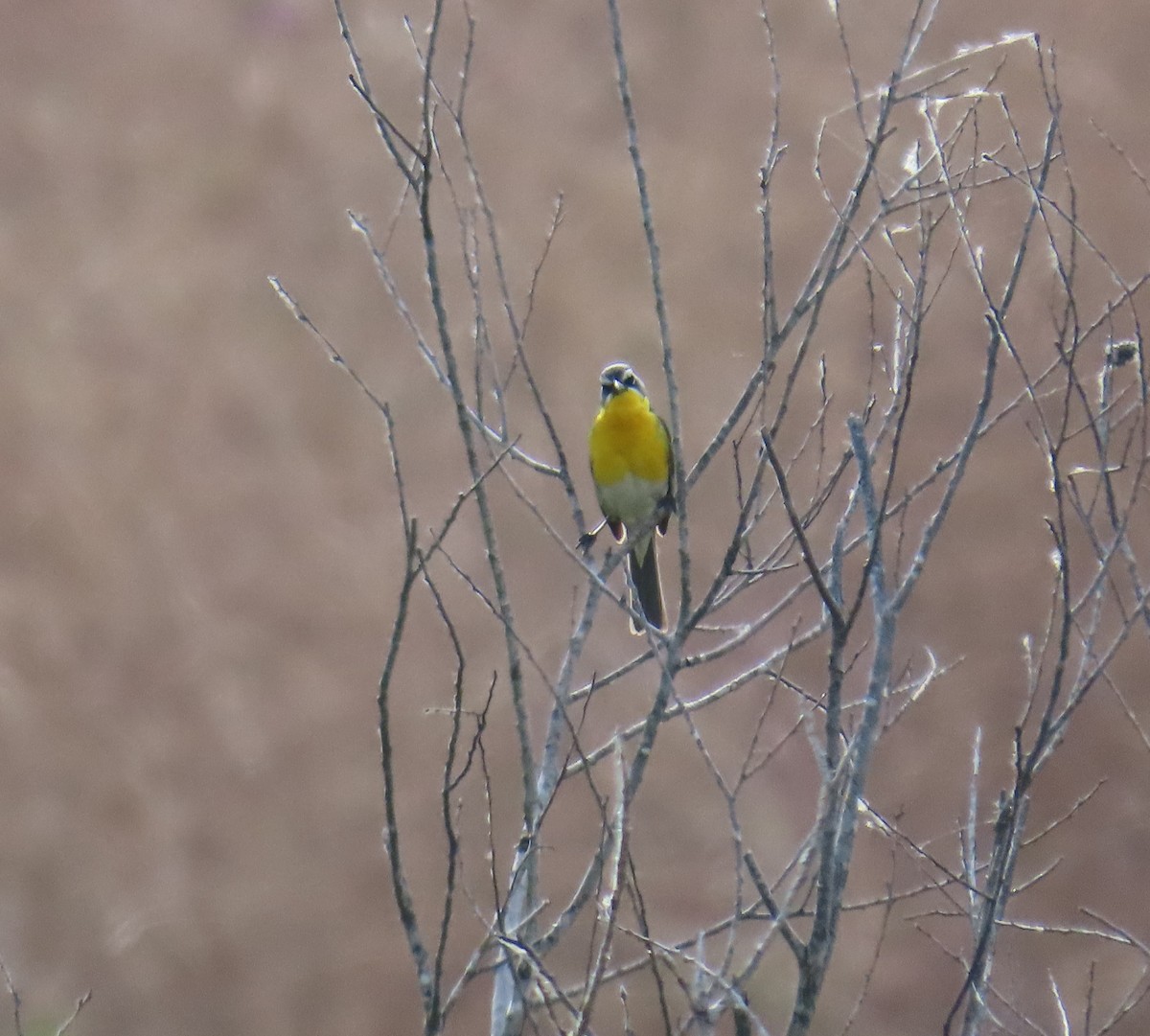 Yellow-breasted Chat - ML620683948