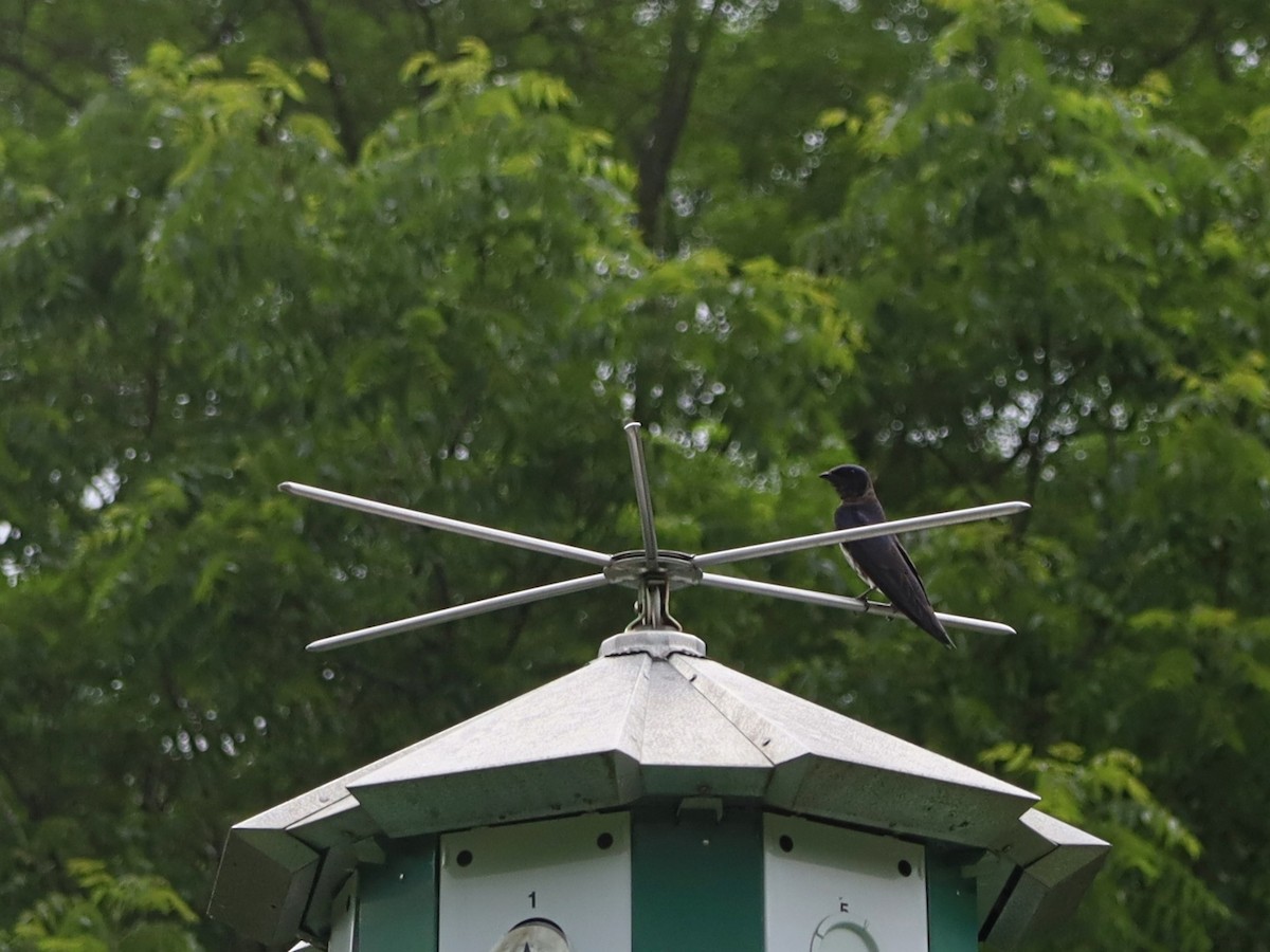 Purple Martin - ML620683949