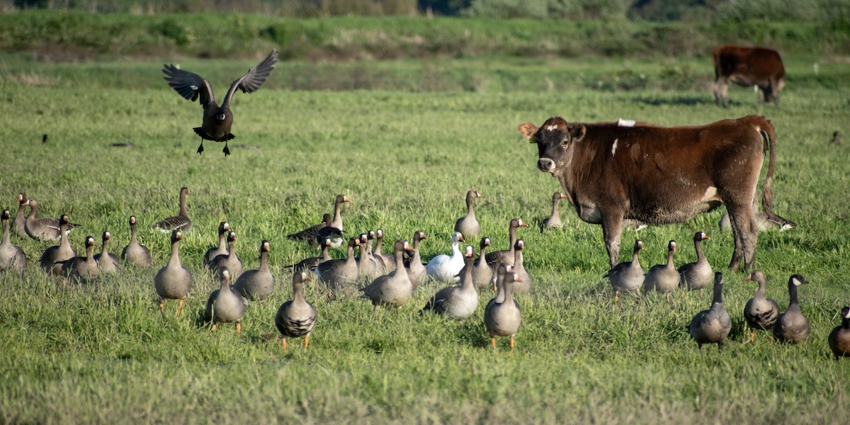 Snow Goose - ML620683953