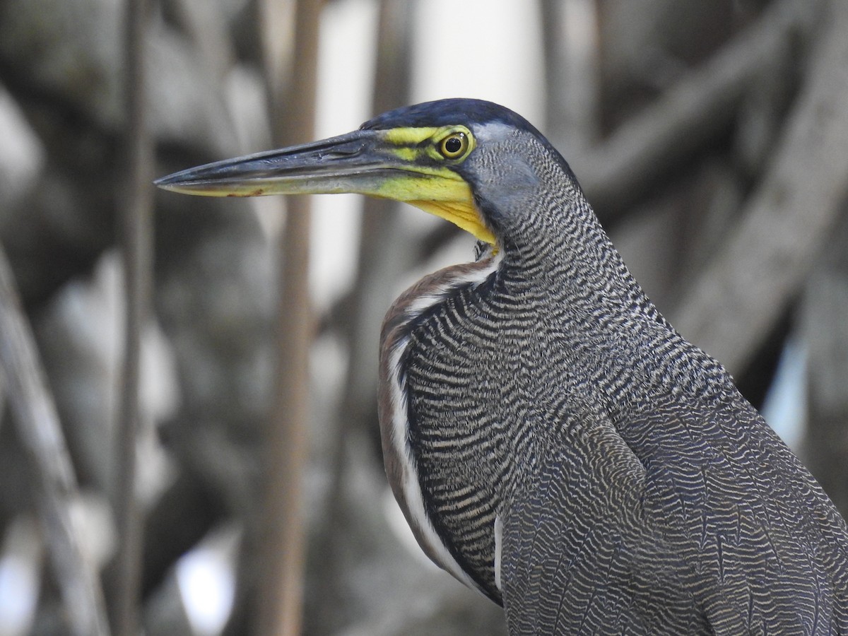 Bare-throated Tiger-Heron - Coral Avilés Santiago