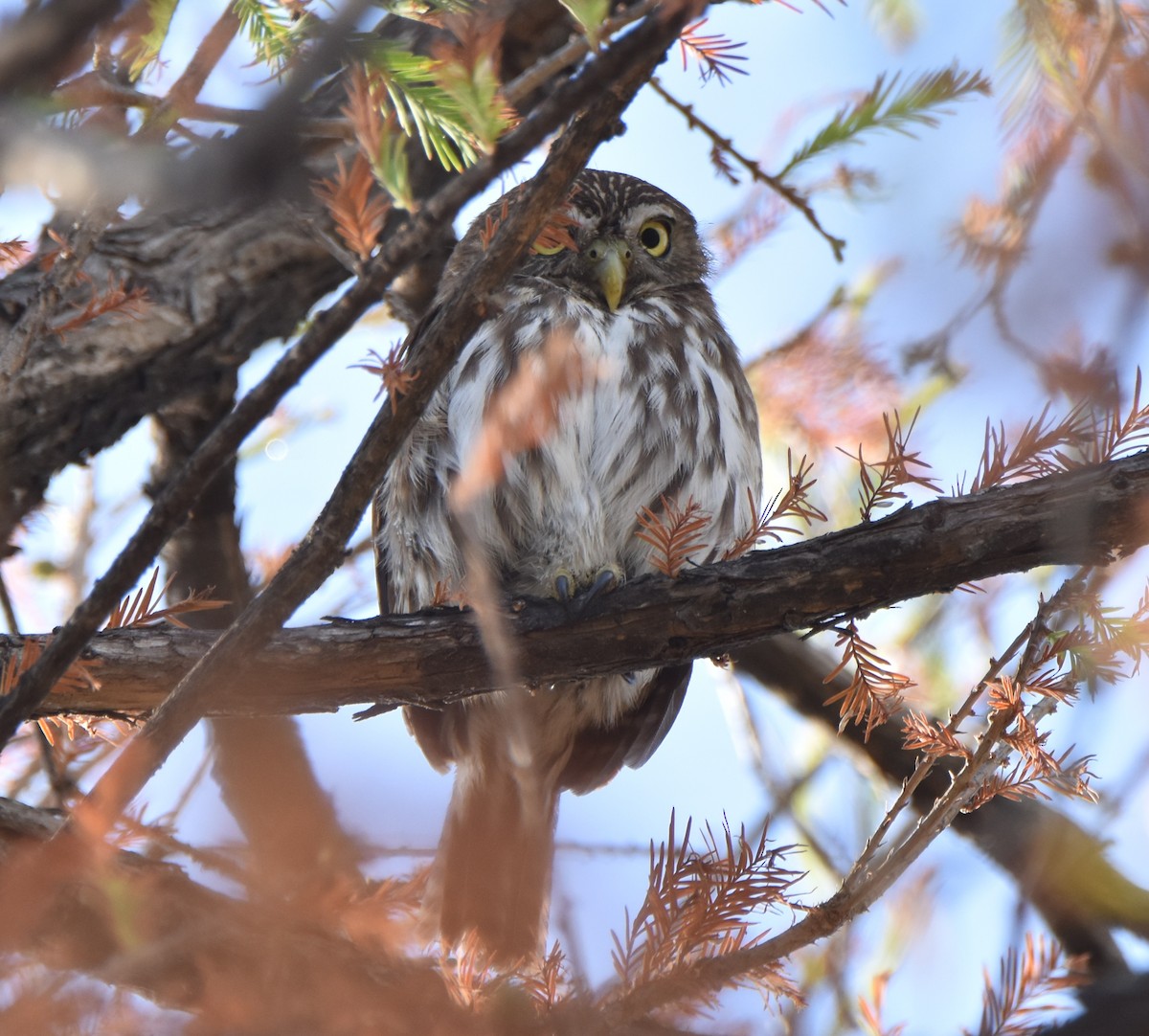 Ferruginous Pygmy-Owl - ML620683956