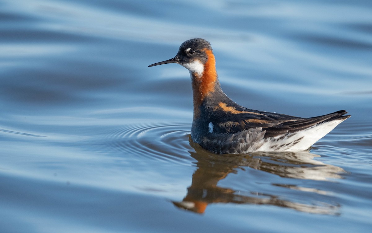 Red-necked Phalarope - Vincent Giroux