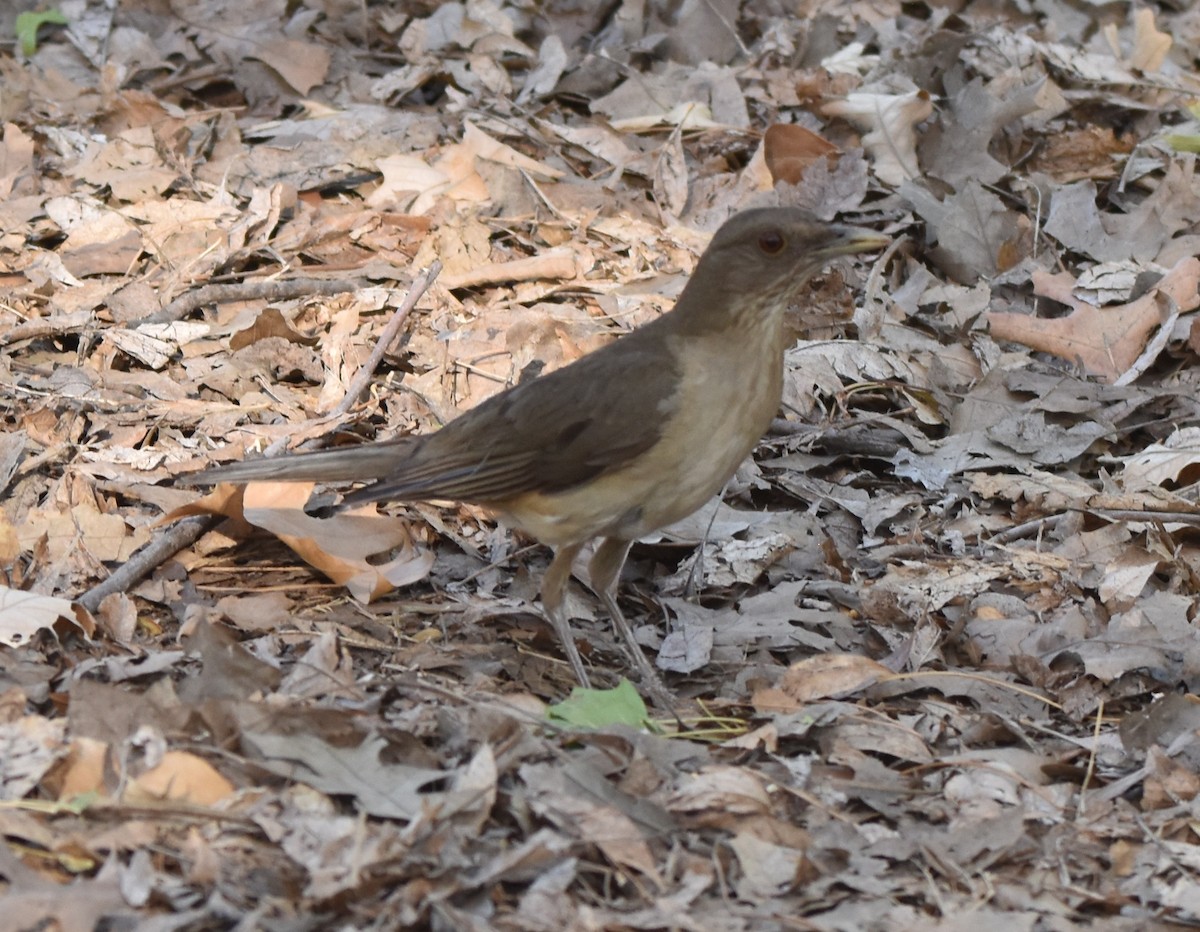 Clay-colored Thrush - ML620683964