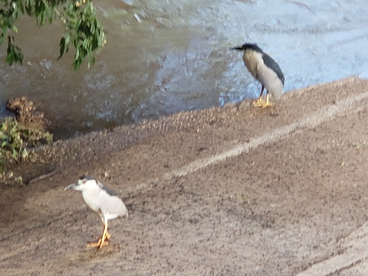 Black-crowned Night Heron - Dan Brooks