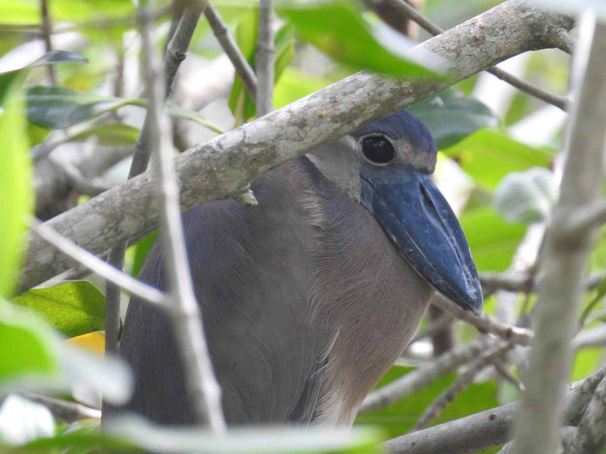 Boat-billed Heron - ML620683971